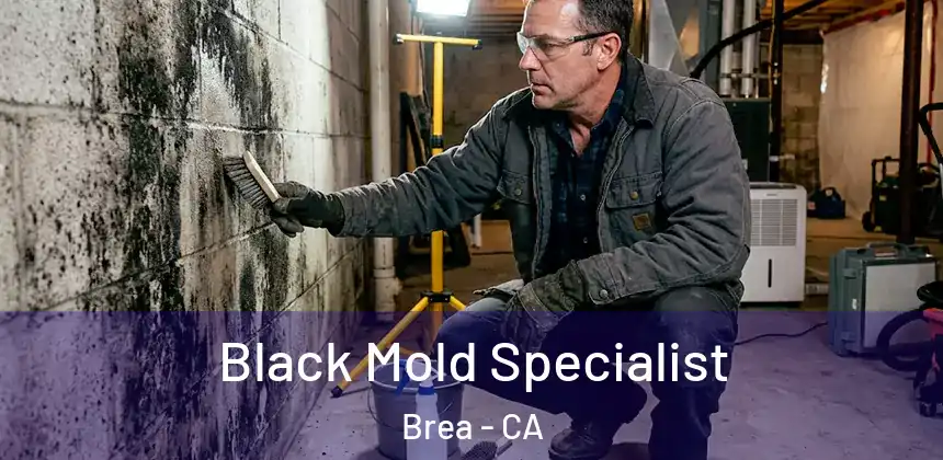  Black Mold Specialist Brea - CA
