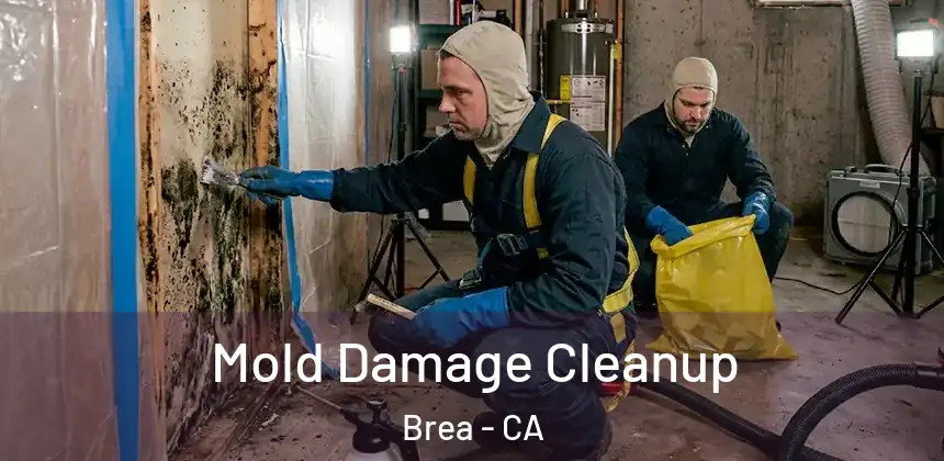  Mold Damage Cleanup Brea - CA