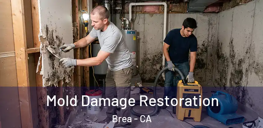  Mold Damage Restoration Brea - CA
