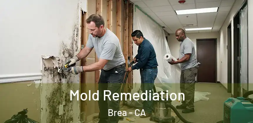  Mold Remediation Brea - CA