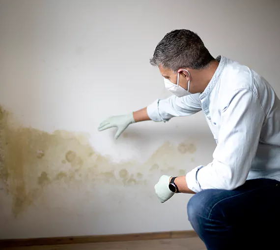 Mold Removal Service in Brea, CA